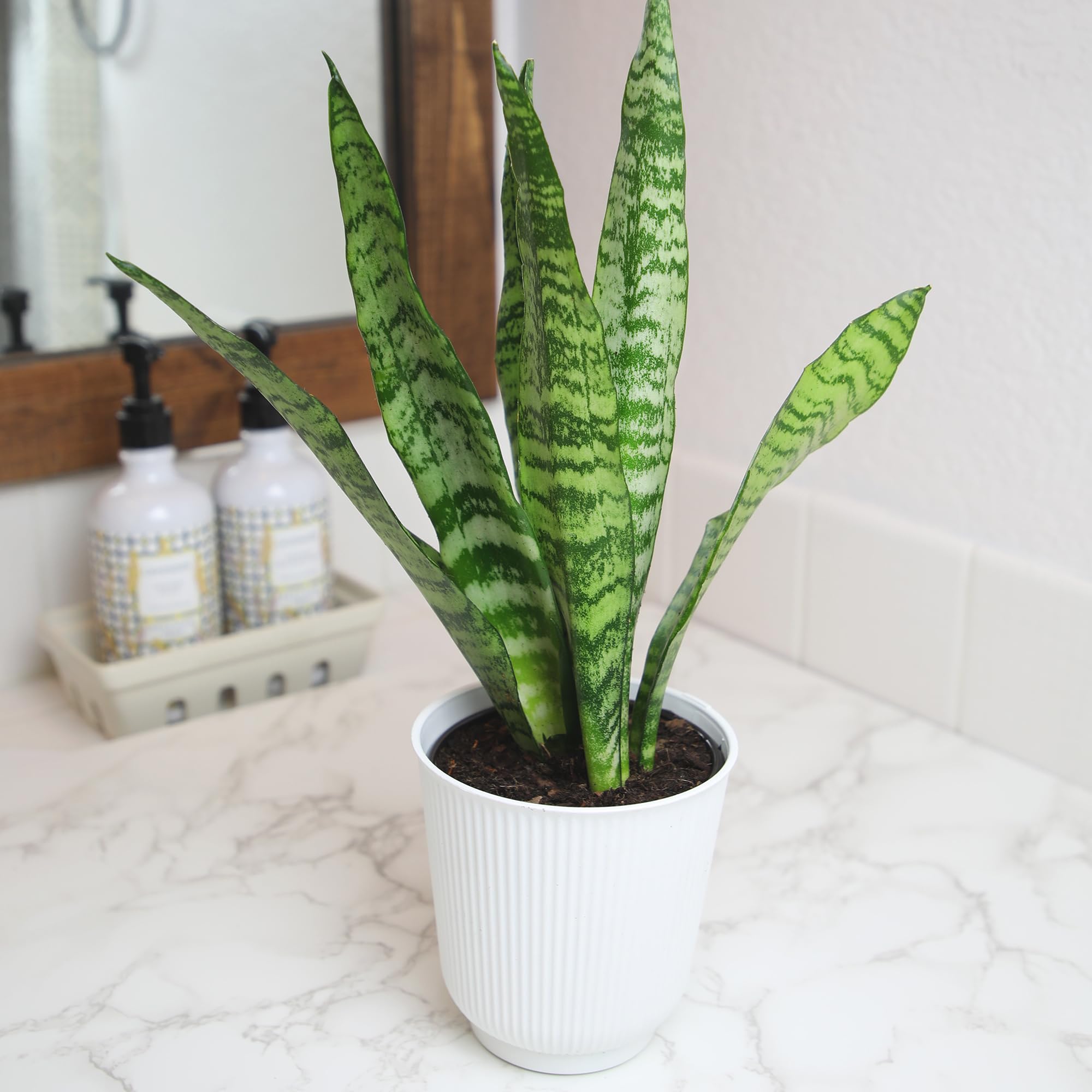 Plants for Pets vertical greenery with thick leaves suits modern interiors.