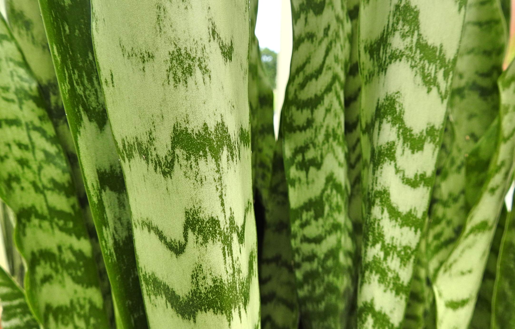 Plants for Pets Easy-care houseplant with minimal watering needs.
