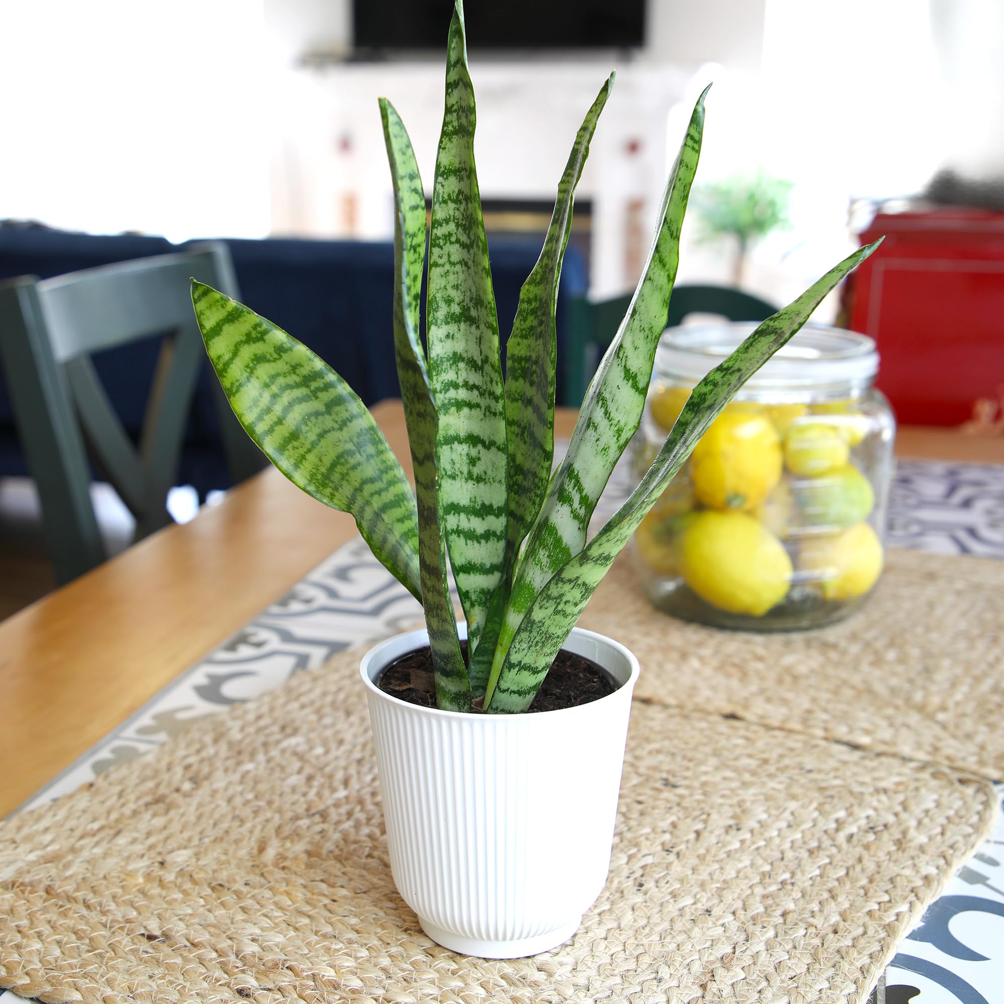Plants for Pets desk-friendly decor snake plant complements office spaces.