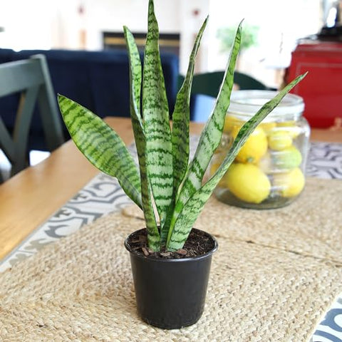 Plants for Pets Snake Plant stem upright in pot for low-maintenance style.