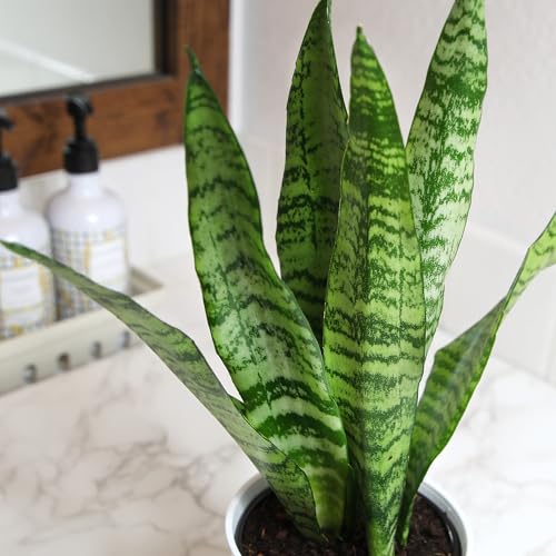 Plants for Pets snake plant variegated leaves add texture to low-light rooms.