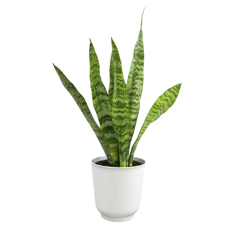 Plants for Pets snake plant in white pot with draining tray, ideal for low-maintenance indoor decor.