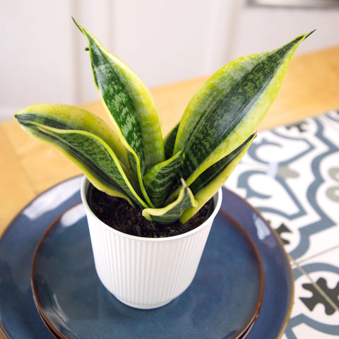 Plants for Pets snake plant paired with others to create texture.