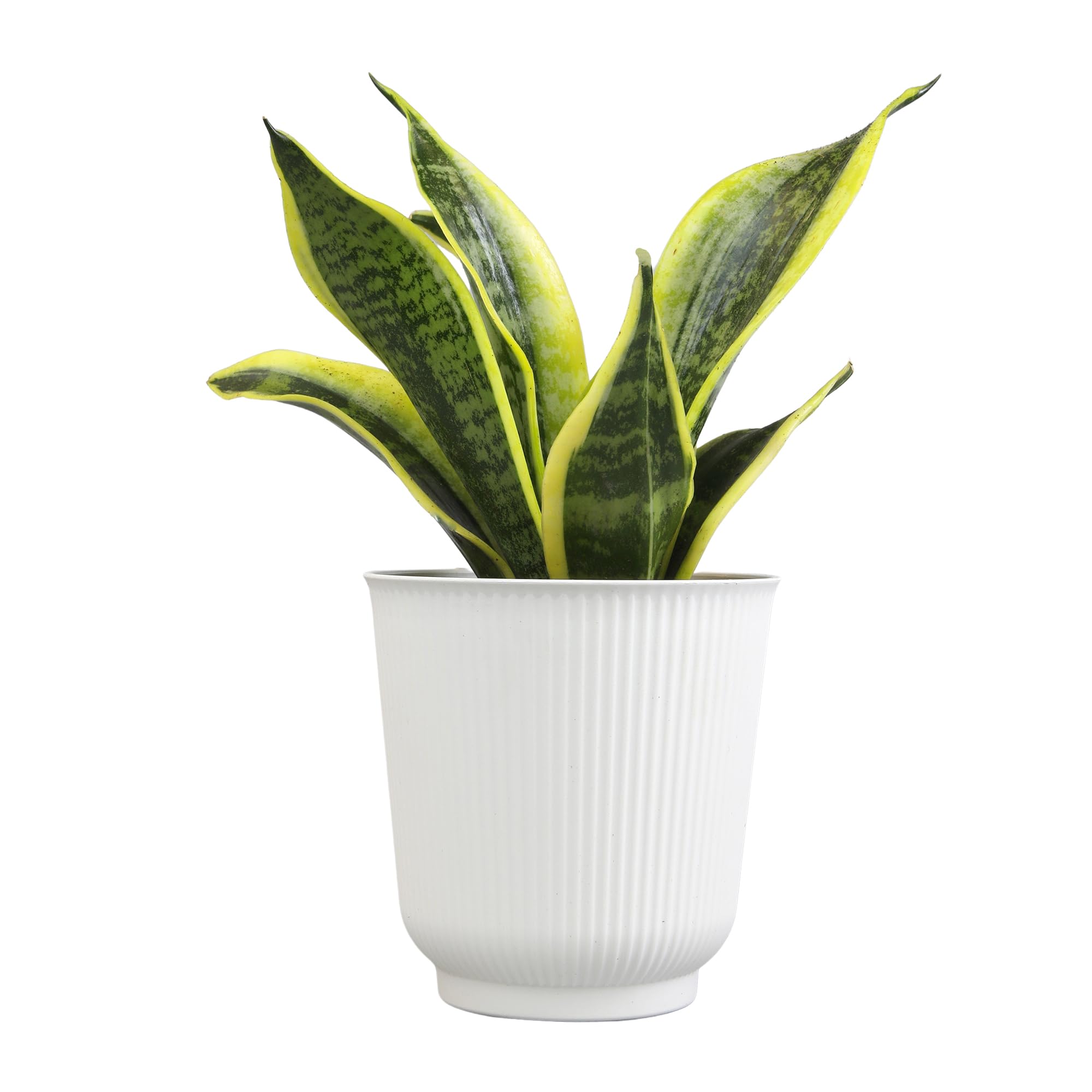 Plants for Pets yellow-edged leaves add bright accent color.