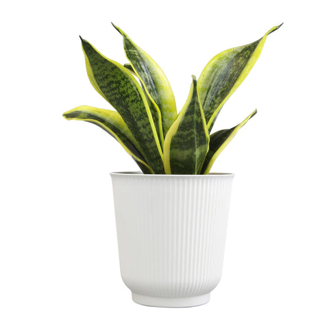 Plants for Pets yellow-edged leaves add bright accent color.