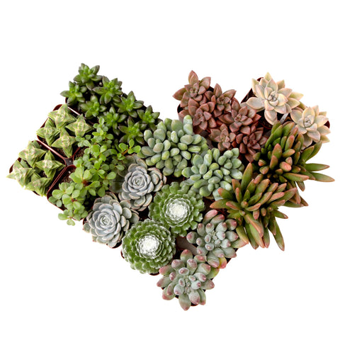 Plants for Pets succulents 20-pack in pots offers vibrant, low-maintenance home décor.