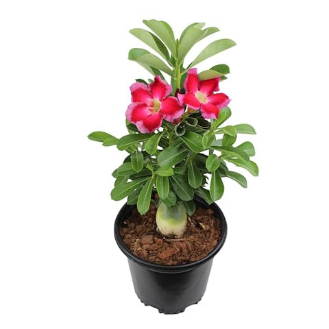 Plants for Pets sun-loving desert rose thrives on sunny patios or windowsills.