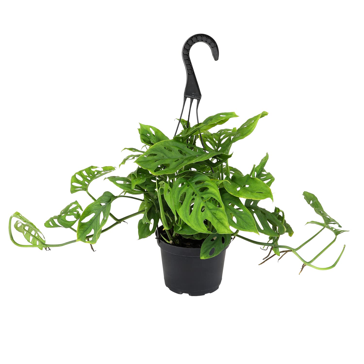 Plants for Pets Swiss Cheese Plant Adansonii in hanging basket adds lush vertical interest