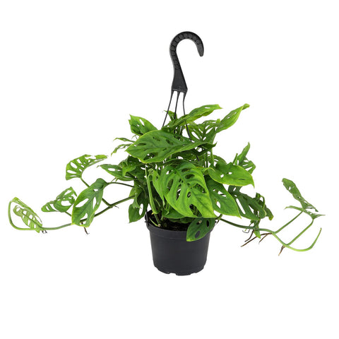 Plants for Pets Swiss Cheese Plant Adansonii in hanging basket adds lush vertical interest