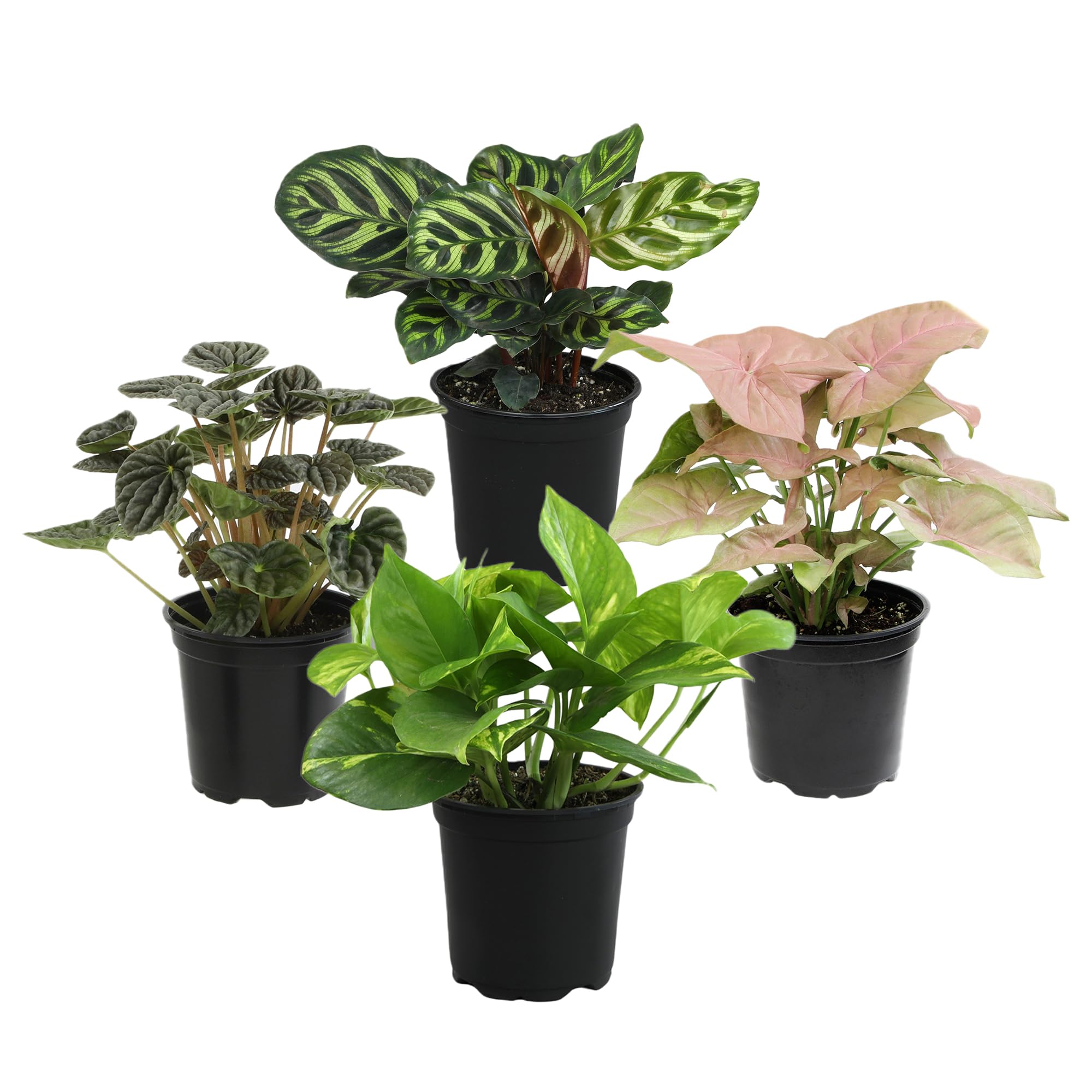 Plants for Pets syngonium vine—branching vines ideal for shelves.