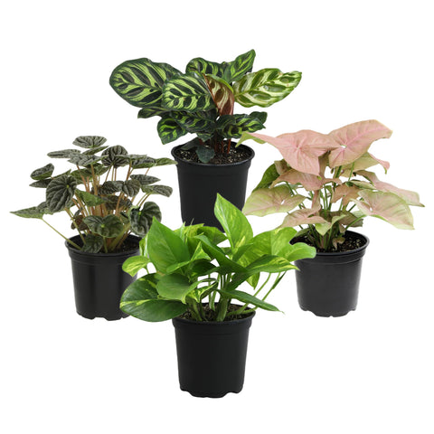 Plants for Pets syngonium vine—branching vines ideal for shelves.
