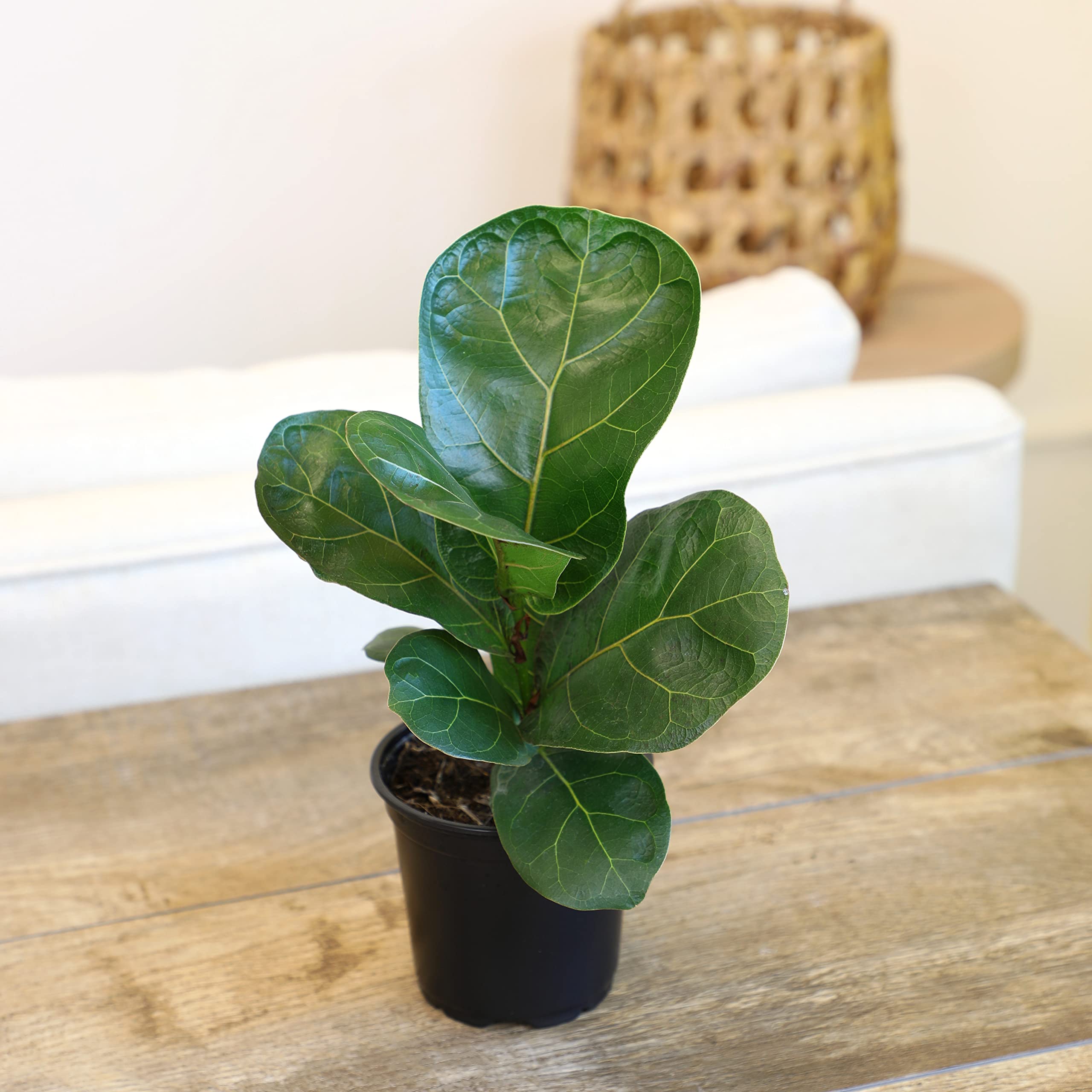 Plants for Pets tall fig tree stand showcasing vertical presence in living spaces