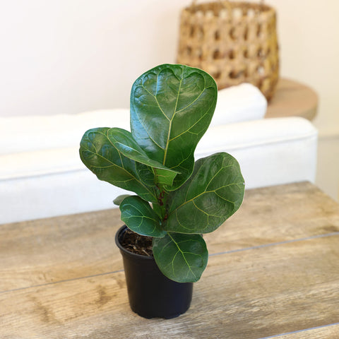 Plants for Pets tall fig tree stand showcasing vertical presence in living spaces