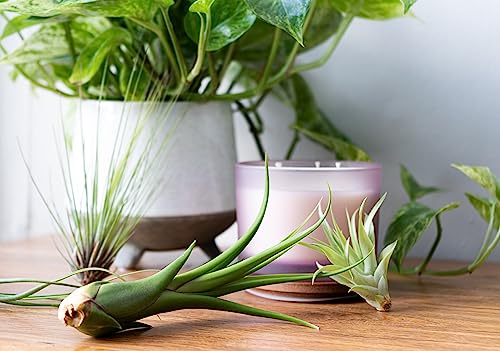 Plants for Pets Tillandsia air plants on driftwood with natural display
