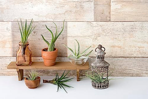 Plants for Pets Tillandsia air plants inside a glass terrarium for airy elegance