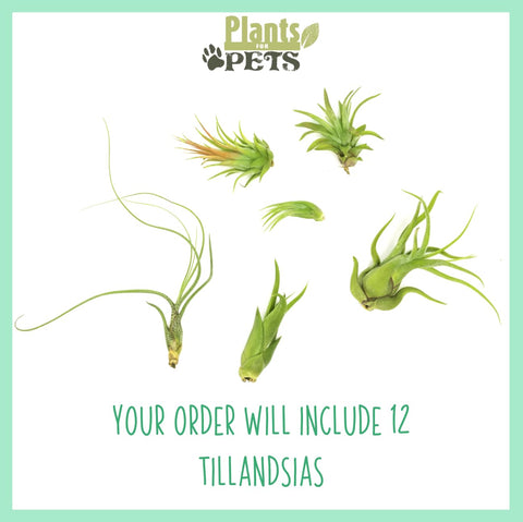 Plants for Pets Tillandsia air plants in hanging planter for space-saving decor