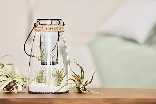 Plants for Pets Tillandsia air plants in office setup for low-maintenance greenery