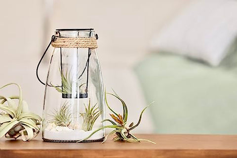 Plants for Pets Tillandsia air plants in office setup for low-maintenance greenery