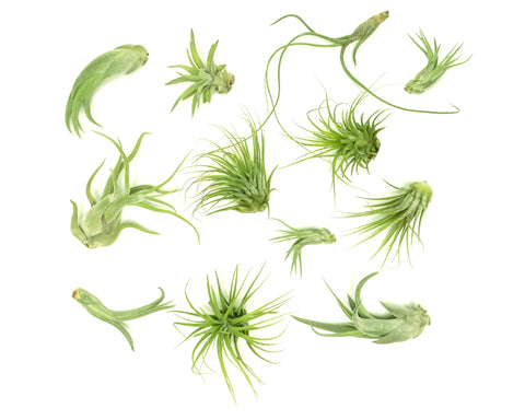 Plants for Pets Tillandsia air plants on river rocks in modern display