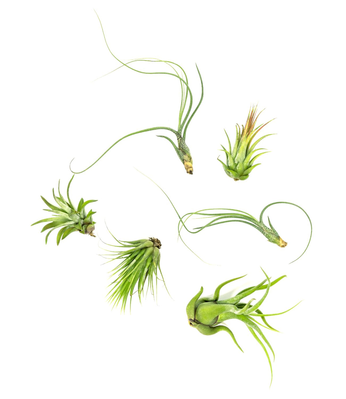 Plants for Pets Tillandsia air plants 12-pack assortment for versatile home decor and easy care