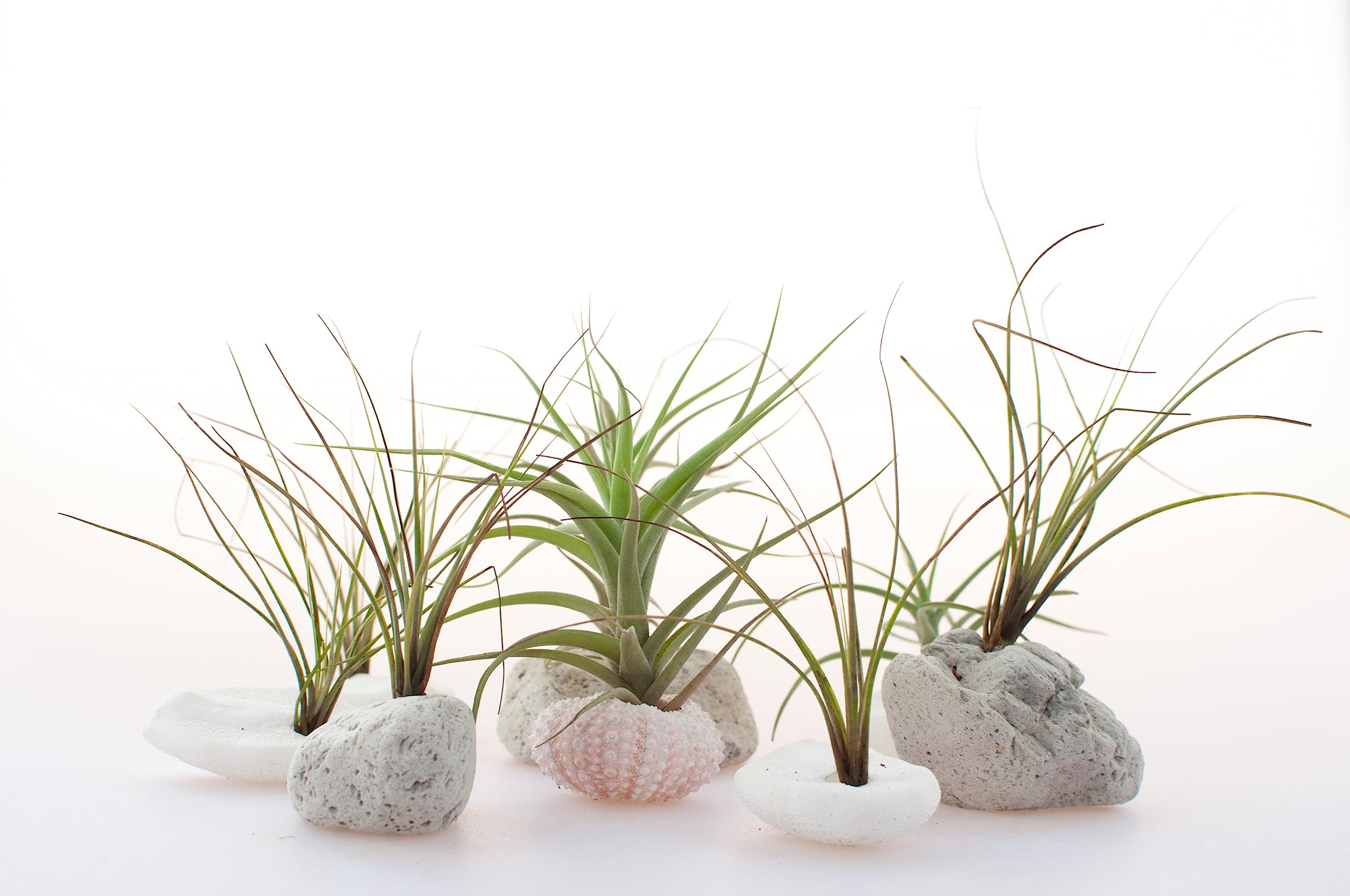 Plants for Pets Tillandsia air plants diverse species and textures