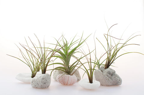 Unboxed Tillandsia air plants 6-pack by Plants for Pets