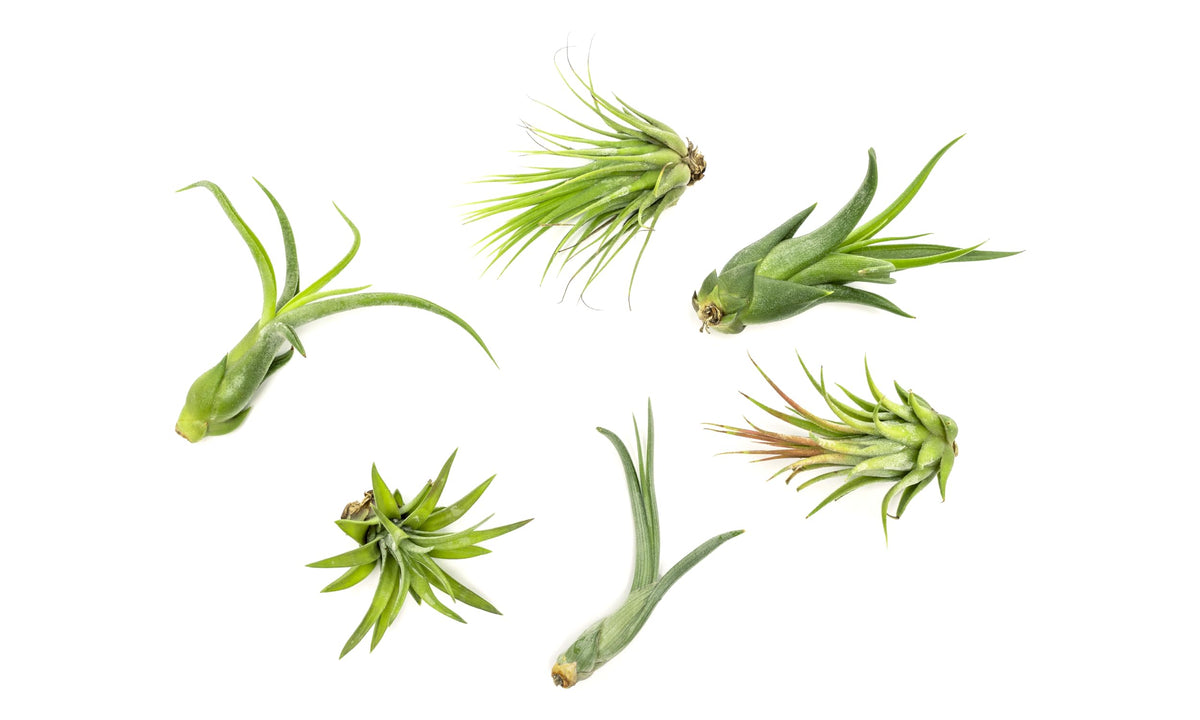 Plants for Pets Tillandsia air plants 6-pack variety for stylish décor