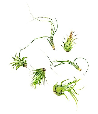 Tillandsia air plants on driftwood by Plants for Pets