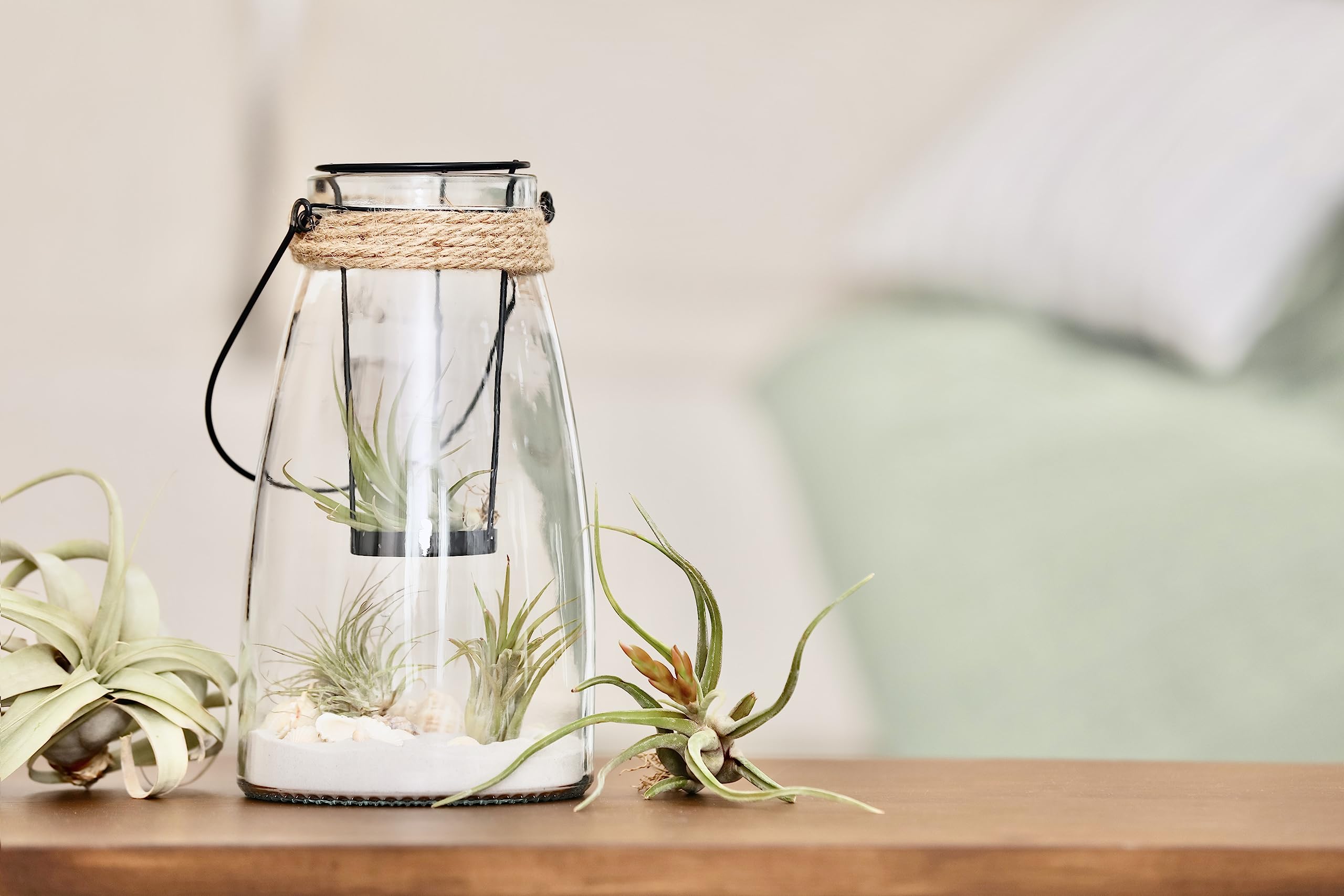 Easy-care setup guide for Tillandsia air plants by Plants for Pets