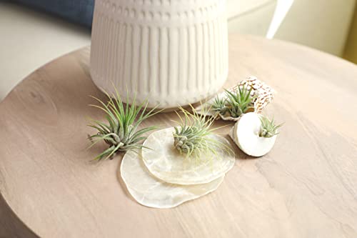 Glass terrarium display of Tillandsia air plants by Plants for Pets