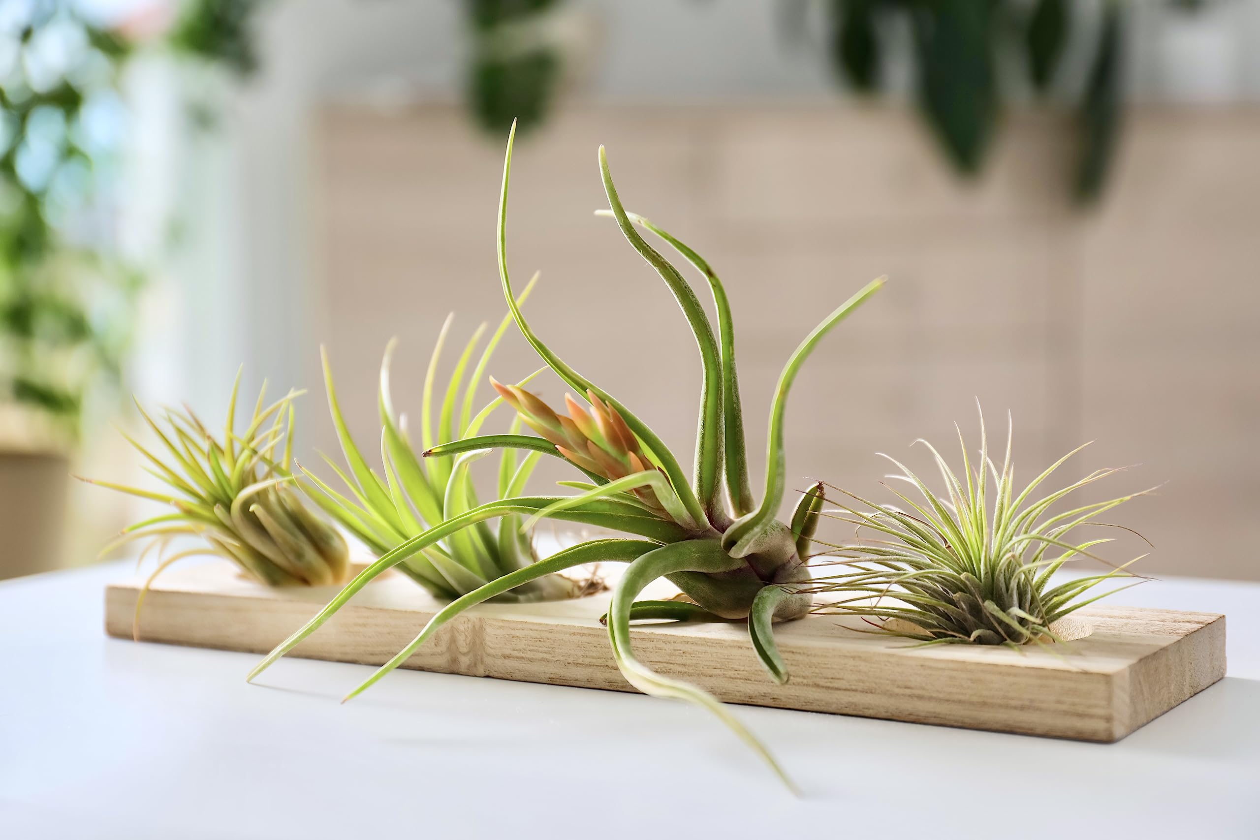 Hanging display of Tillandsia air plants from Plants for Pets