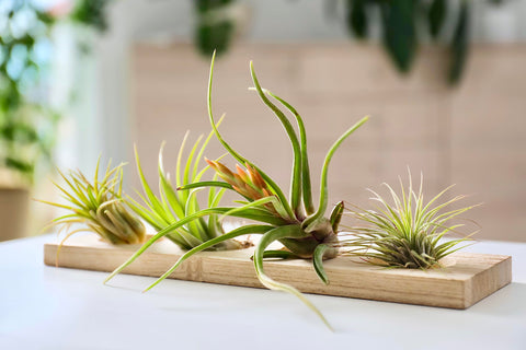 Hanging display of Tillandsia air plants from Plants for Pets
