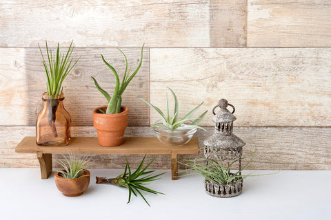 Office desk decoration with Tillandsia air plants by Plants for Pets