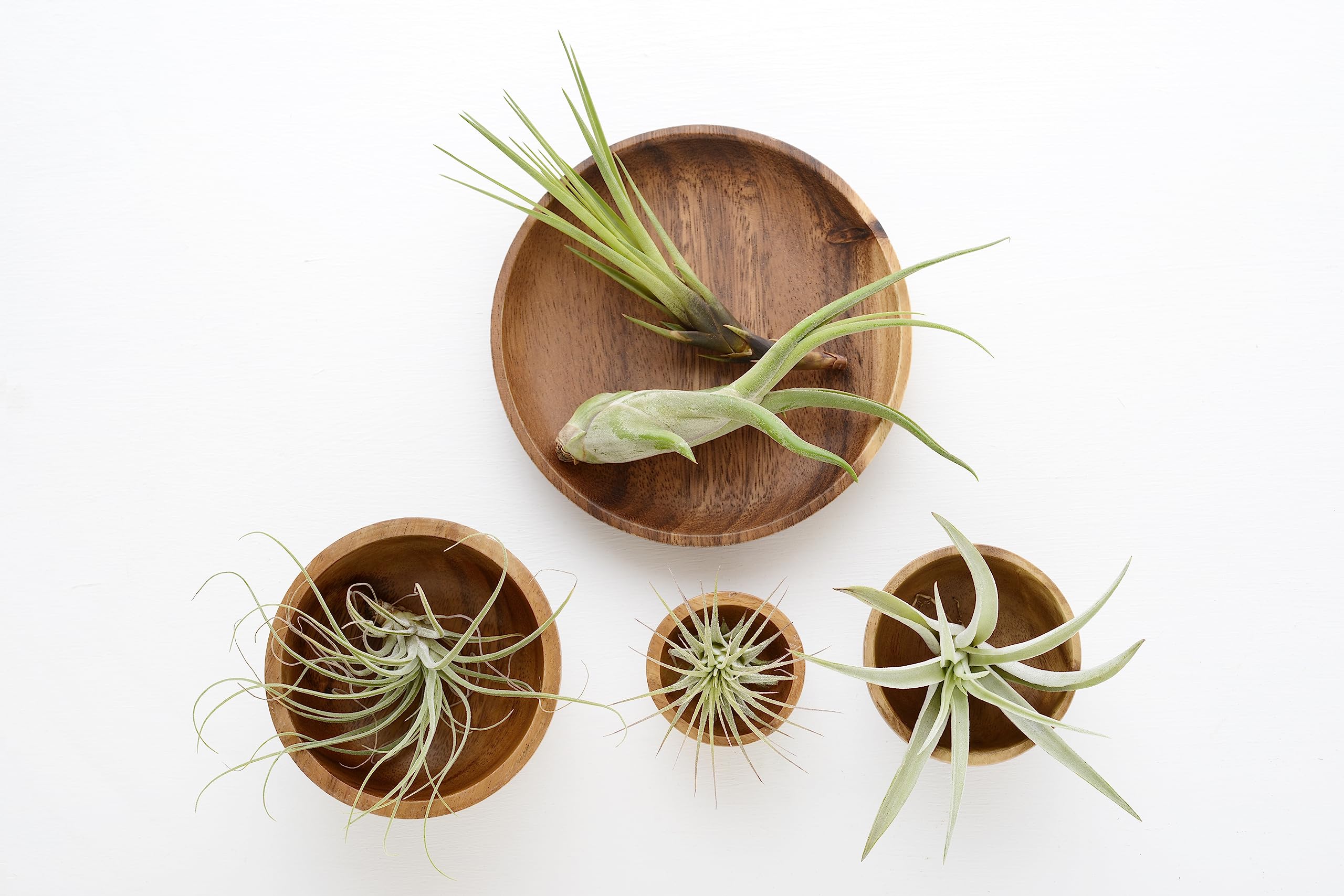 Tillandsia air plants with pink blooms from Plants for Pets