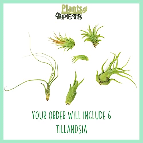 Tillandsia air plants arranged on rocks for desk display