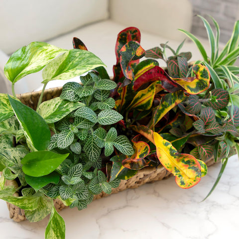 Plants for Pets safe packaging helps ensure healthy arrival.