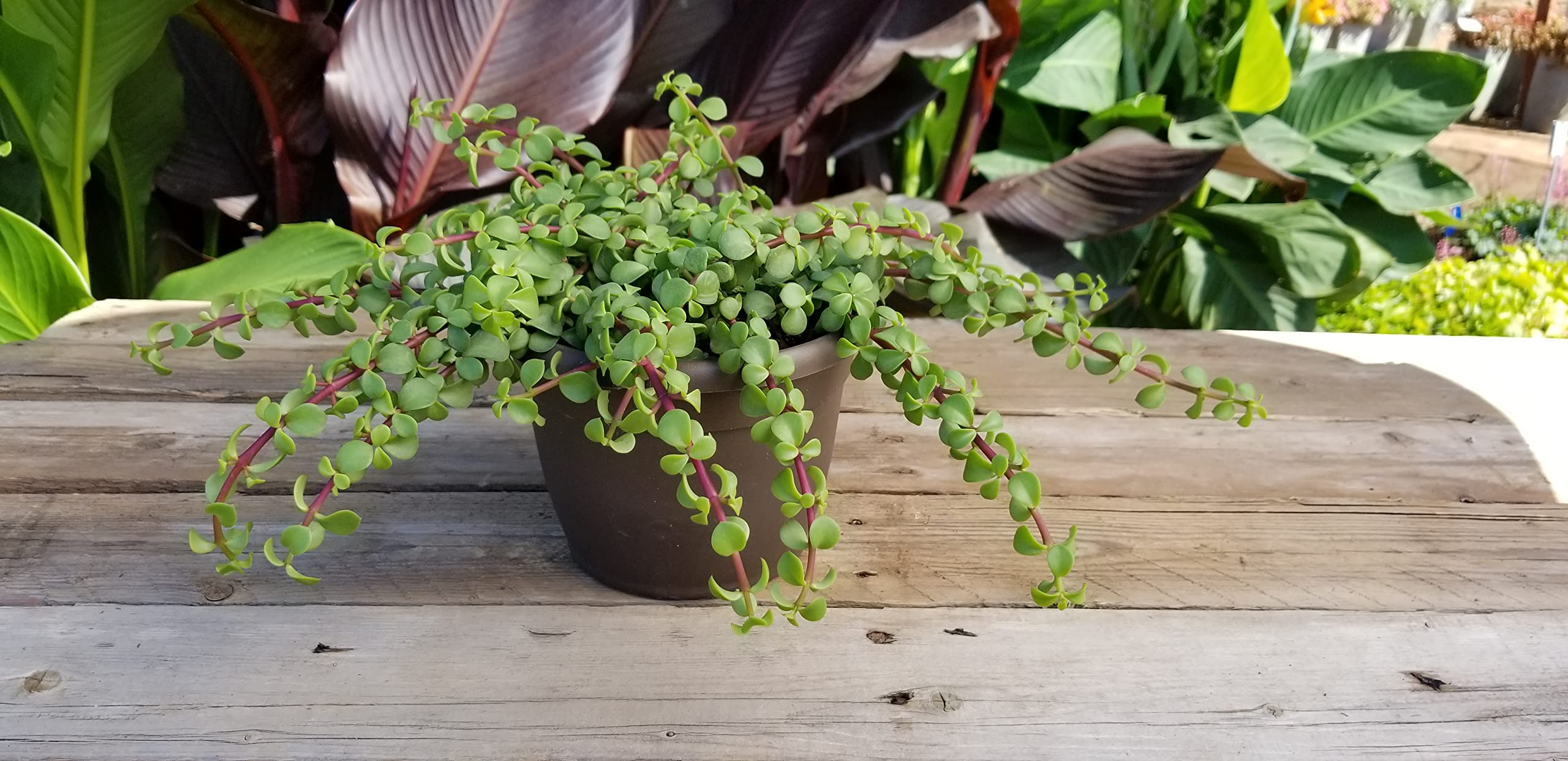 Plants for Pets trailing elephant bush 6-inch basket, ready-to-display greenery.