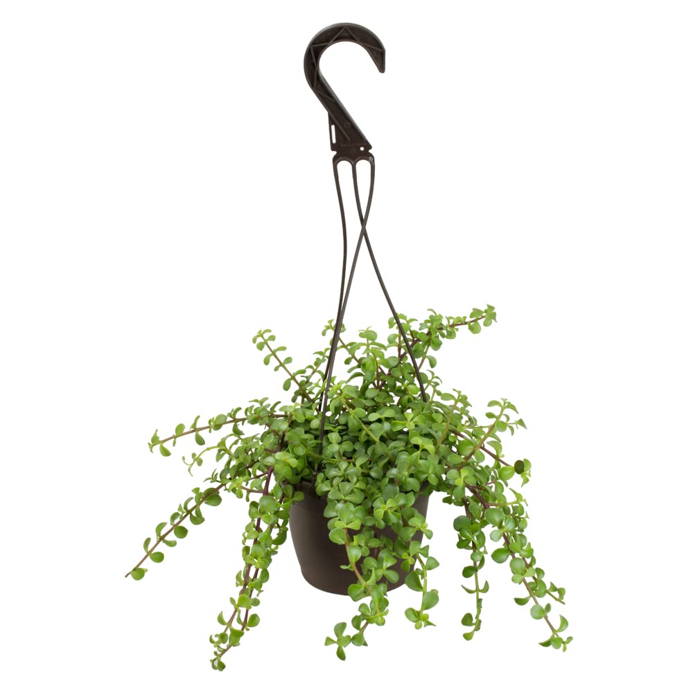 Plants for Pets trailing elephant bush basket, lush foliage for bright indoor spaces.