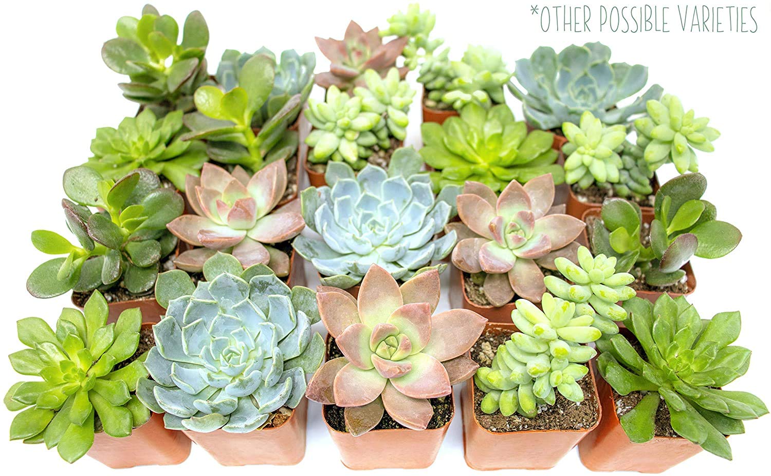 Plants for Pets varied succulent plants in pots offer seasonal color and texture.