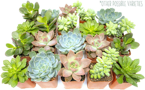 Plants for Pets varied succulent plants in pots offer seasonal color and texture.