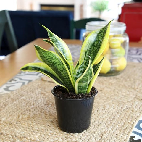 Plants for Pets drought-tolerant snake plant fits busy owners.