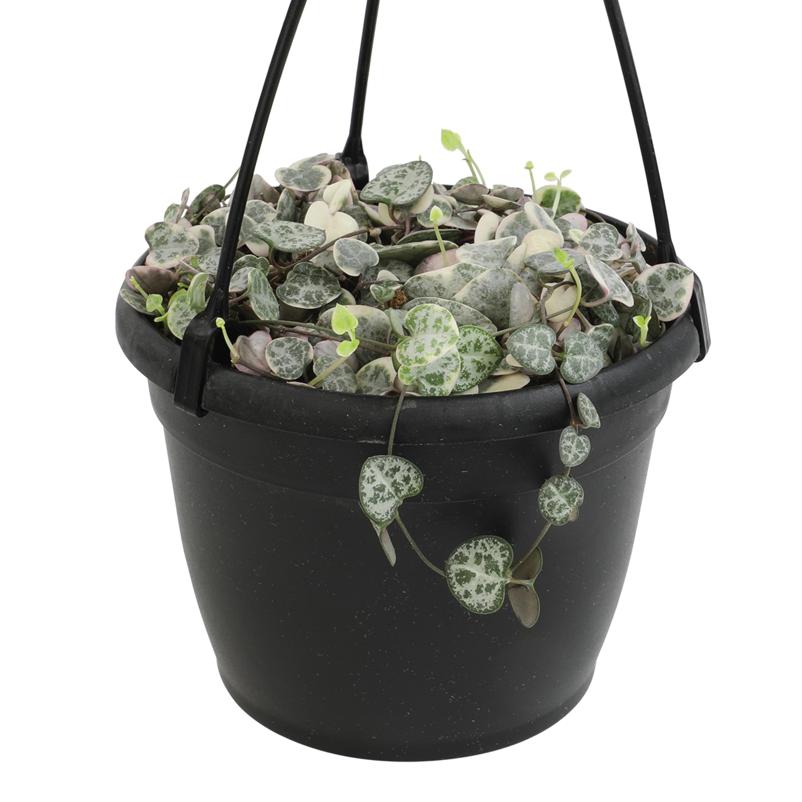 Plants for Pets variegated string of hearts in a 6-inch hanging basket for easy display.