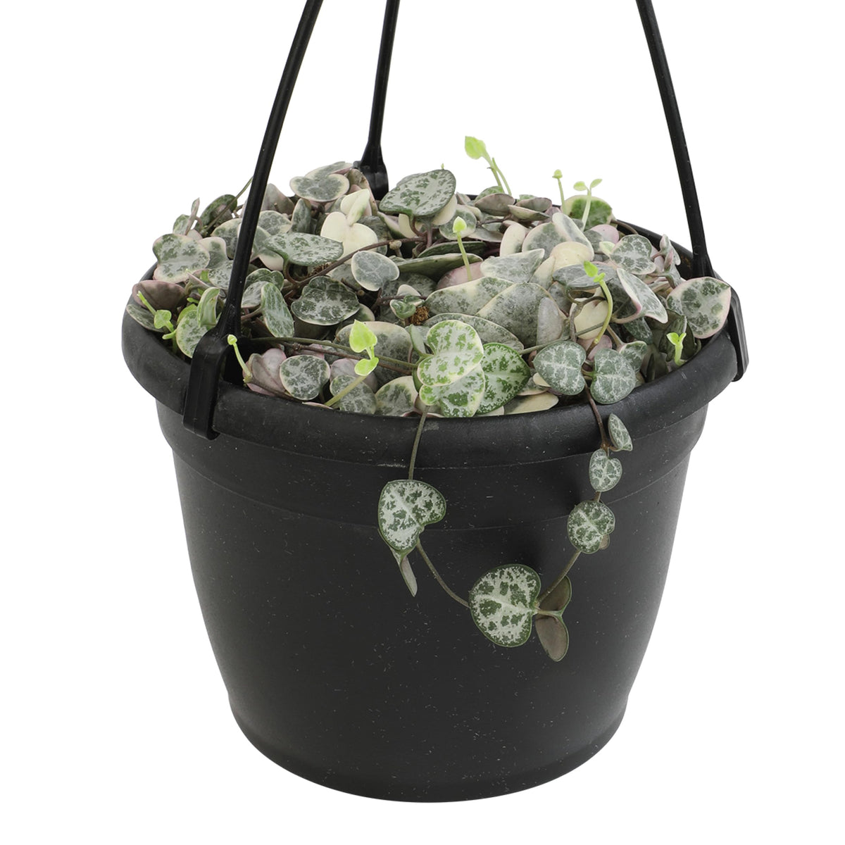 Plants for Pets variegated string of hearts in a 6-inch hanging basket for easy display.