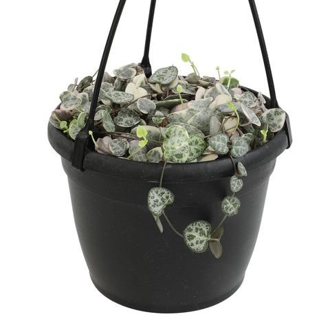 Plants for Pets variegated string of hearts in a 6-inch hanging basket for easy display.