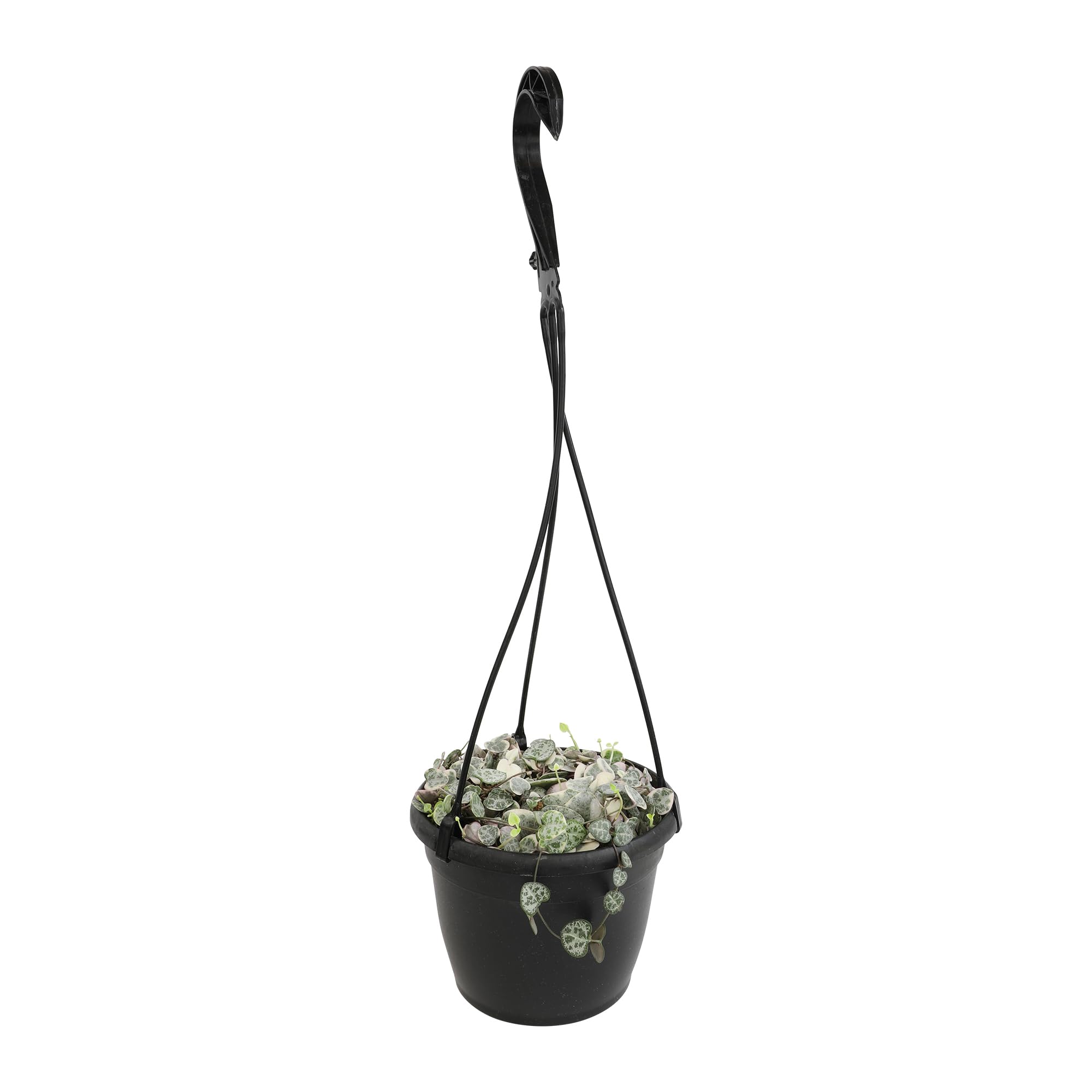 Indoor living room decor with Plants for Pets variegated string of hearts.