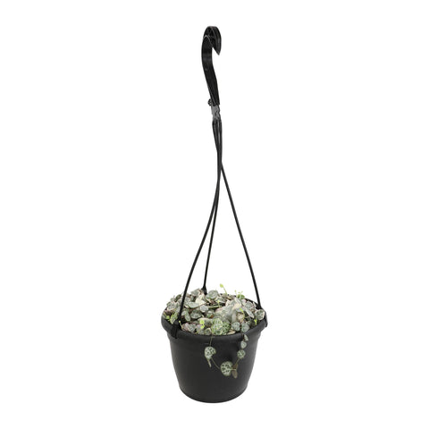 Indoor living room decor with Plants for Pets variegated string of hearts.