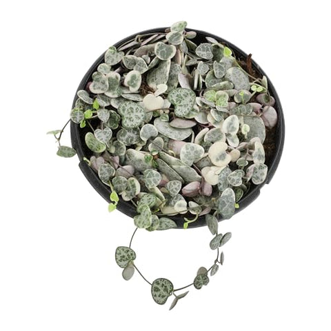 Leaves of Plants for Pets variegated string of hearts showing variegation close-up.