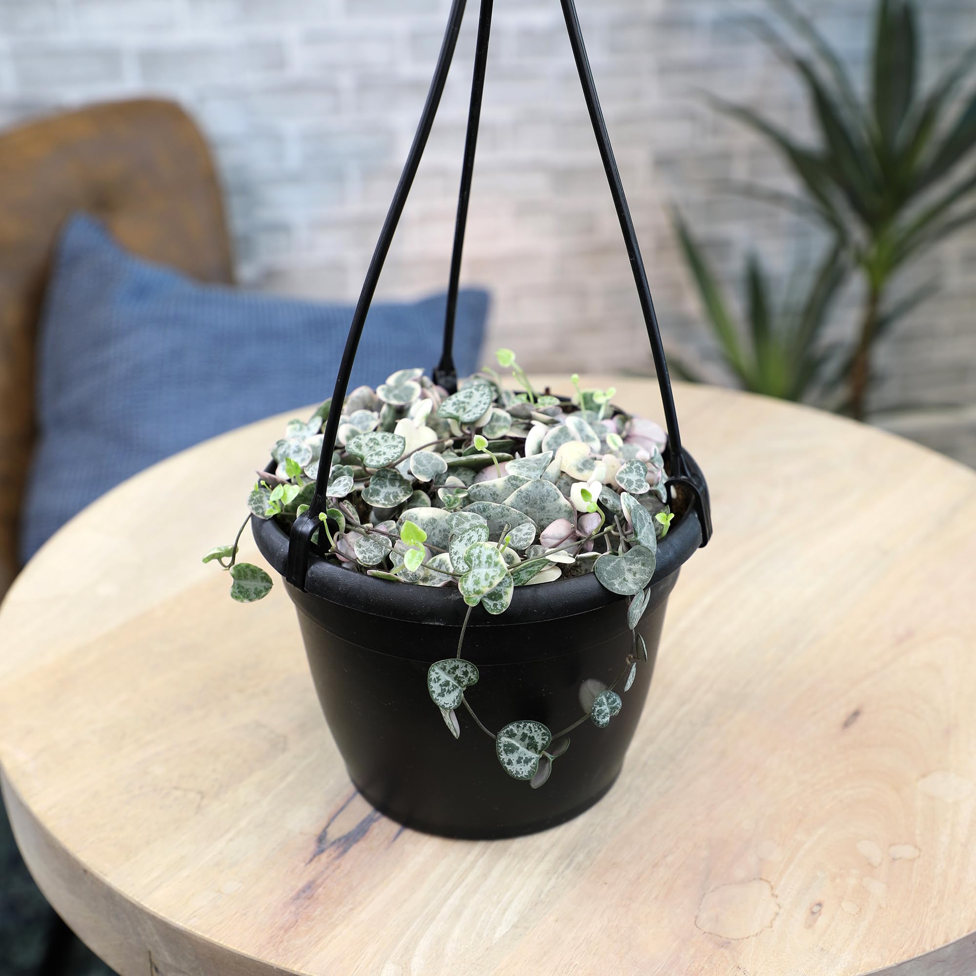 Plants for Pets variegated string of hearts displayed in a macrame hanger.