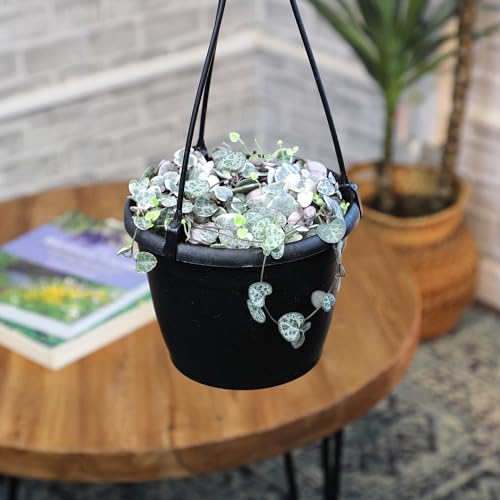 Purple parasol-like flowers of Plants for Pets variegated string of hearts.
