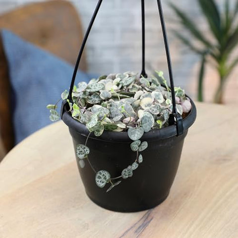 Trailing stems of Plants for Pets variegated string of hearts create a lush look.